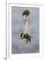 A Fairy Carrying a Feather Standing on a Bee-Amelia Jane Murray-Framed Giclee Print