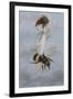 A Fairy Carrying a Feather Standing on a Bee-Amelia Jane Murray-Framed Giclee Print