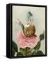 A Fairy Holding a Leaf, Sitting on a Snail Above a Rose-Amelia Jane Murray-Framed Stretched Canvas