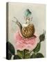 A Fairy Holding a Leaf, Sitting on a Snail Above a Rose-Amelia Jane Murray-Stretched Canvas