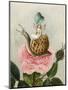 A Fairy Holding a Leaf, Sitting on a Snail Above a Rose-Amelia Jane Murray-Mounted Giclee Print