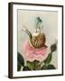 A Fairy Holding a Leaf, Sitting on a Snail Above a Rose-Amelia Jane Murray-Framed Giclee Print