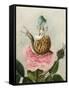 A Fairy Holding a Leaf, Sitting on a Snail Above a Rose-Amelia Jane Murray-Framed Stretched Canvas