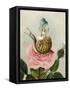 A Fairy Holding a Leaf, Sitting on a Snail Above a Rose-Amelia Jane Murray-Framed Stretched Canvas