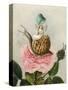 A Fairy Holding a Leaf, Sitting on a Snail Above a Rose-Amelia Jane Murray-Stretched Canvas