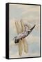 A Fairy Reclining on a Dragonfly-Amelia Jane Murray-Framed Stretched Canvas