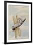 A Fairy Reclining on a Dragonfly-Amelia Jane Murray-Framed Giclee Print