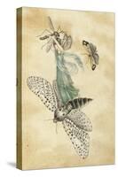 A Fairy Standing on a Moth While Being Chased by a Butterfly-Amelia Jane Murray-Stretched Canvas