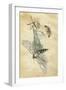 A Fairy Standing on a Moth While Being Chased by a Butterfly-Amelia Jane Murray-Framed Giclee Print