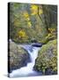 A Fall Color Scene on Eagle Creek in the Columbia Gorge, Oregon, USA-Gary Luhm-Stretched Canvas