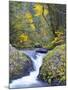 A Fall Color Scene on Eagle Creek in the Columbia Gorge, Oregon, USA-Gary Luhm-Mounted Photographic Print