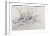 A Fallen Tree Lying by a Pool, C.1630-Peter Paul Rubens-Framed Giclee Print