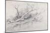 A Fallen Tree Lying by a Pool, C.1630-Peter Paul Rubens-Mounted Giclee Print