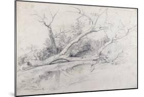 A Fallen Tree Lying by a Pool, C.1630-Peter Paul Rubens-Mounted Giclee Print