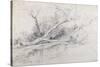 A Fallen Tree Lying by a Pool, C.1630-Peter Paul Rubens-Stretched Canvas