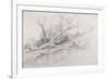 A Fallen Tree Lying by a Pool, C.1630-Peter Paul Rubens-Framed Giclee Print