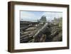 A fallen tree-Natalie Tepper-Framed Photo