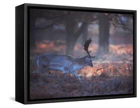 A Fallow Deer in the Early Morning Winter Mist in Richmond Park-Alex Saberi-Framed Stretched Canvas