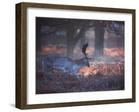 A Fallow Deer in the Early Morning Winter Mist in Richmond Park-Alex Saberi-Framed Photographic Print