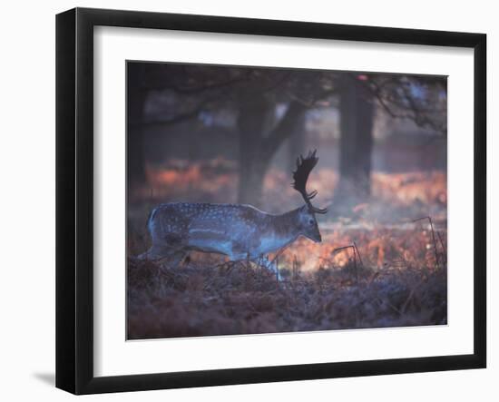 A Fallow Deer in the Early Morning Winter Mist in Richmond Park-Alex Saberi-Framed Photographic Print