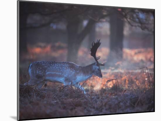 A Fallow Deer in the Early Morning Winter Mist in Richmond Park-Alex Saberi-Mounted Photographic Print