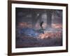 A Fallow Deer in the Early Morning Winter Mist in Richmond Park-Alex Saberi-Framed Photographic Print