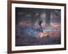 A Fallow Deer in the Early Morning Winter Mist in Richmond Park-Alex Saberi-Framed Photographic Print