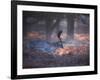 A Fallow Deer in the Early Morning Winter Mist in Richmond Park-Alex Saberi-Framed Photographic Print