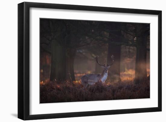 A Fallow Deer in the Early Morning Winter Mist in Richmond Park-Alex Saberi-Framed Photographic Print