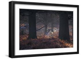 A Fallow Deer in the Early Morning Winter Mist in Richmond Park-Alex Saberi-Framed Photographic Print