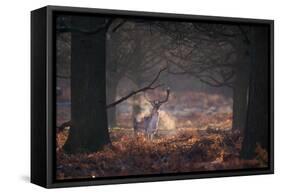 A Fallow Deer in the Early Morning Winter Mist in Richmond Park-Alex Saberi-Framed Stretched Canvas