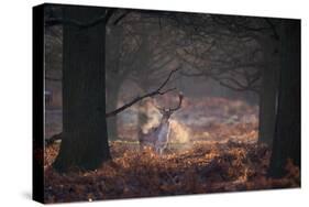 A Fallow Deer in the Early Morning Winter Mist in Richmond Park-Alex Saberi-Stretched Canvas
