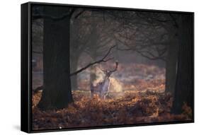 A Fallow Deer in the Early Morning Winter Mist in Richmond Park-Alex Saberi-Framed Stretched Canvas