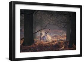 A Fallow Deer in the Early Morning Winter Mist in Richmond Park-Alex Saberi-Framed Photographic Print