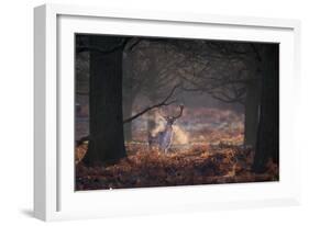 A Fallow Deer in the Early Morning Winter Mist in Richmond Park-Alex Saberi-Framed Photographic Print