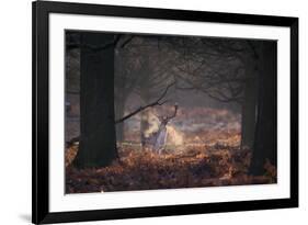 A Fallow Deer in the Early Morning Winter Mist in Richmond Park-Alex Saberi-Framed Photographic Print