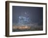 A Fallow Deer Makes a Dash Through the Forest at Sunrise in Richmond Park, London-Alex Saberi-Framed Photographic Print