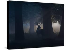 A Fallow Deer Male Buck, Dama Dama, in Autumn Mist-Alex Saberi-Stretched Canvas
