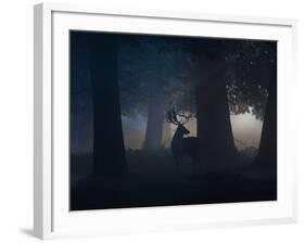 A Fallow Deer Male Buck, Dama Dama, in Autumn Mist-Alex Saberi-Framed Photographic Print