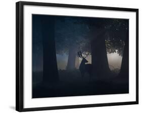 A Fallow Deer Male Buck, Dama Dama, in Autumn Mist-Alex Saberi-Framed Photographic Print