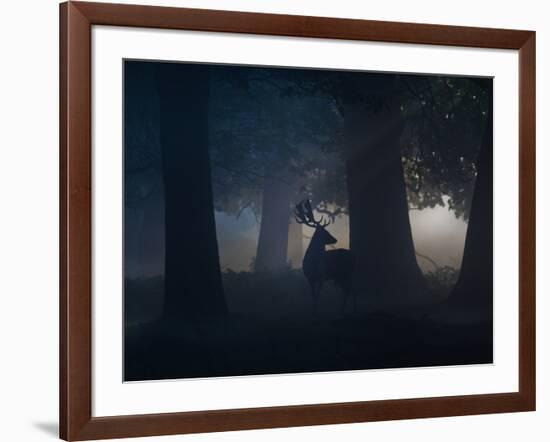 A Fallow Deer Male Buck, Dama Dama, in Autumn Mist-Alex Saberi-Framed Photographic Print