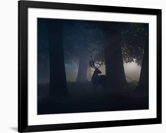 A Fallow Deer Male Buck, Dama Dama, in Autumn Mist-Alex Saberi-Framed Photographic Print