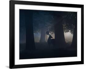 A Fallow Deer Male Buck, Dama Dama, in Autumn Mist-Alex Saberi-Framed Photographic Print