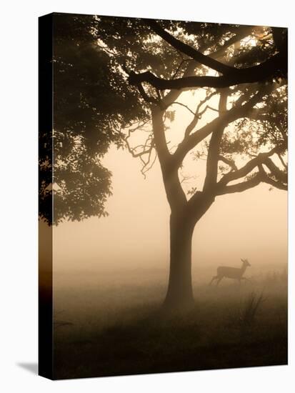 A Fallow Deer Runs Through Richmond Park on a Misty Morning in Autumn-Alex Saberi-Stretched Canvas