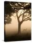 A Fallow Deer Runs Through Richmond Park on a Misty Morning in Autumn-Alex Saberi-Stretched Canvas