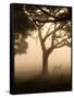 A Fallow Deer Runs Through Richmond Park on a Misty Morning in Autumn-Alex Saberi-Framed Stretched Canvas