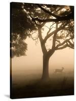 A Fallow Deer Runs Through Richmond Park on a Misty Morning in Autumn-Alex Saberi-Stretched Canvas