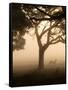 A Fallow Deer Runs Through Richmond Park on a Misty Morning in Autumn-Alex Saberi-Framed Stretched Canvas