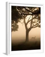 A Fallow Deer Runs Through Richmond Park on a Misty Morning in Autumn-Alex Saberi-Framed Premium Photographic Print