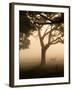 A Fallow Deer Runs Through Richmond Park on a Misty Morning in Autumn-Alex Saberi-Framed Premium Photographic Print